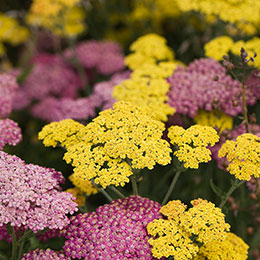 Achillea millefolium lutea